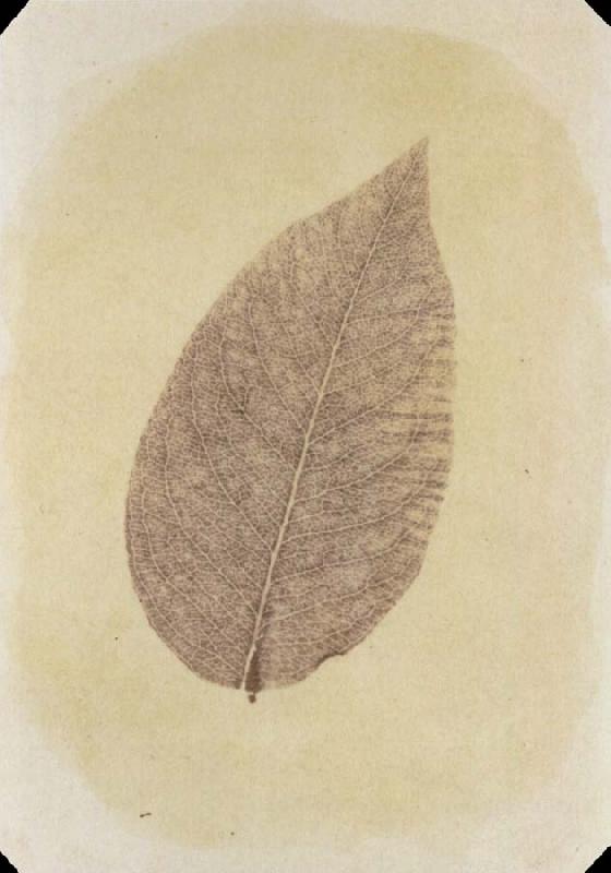 Willim Henry Fox Talbot Leaf with Its Stem Removed Sweden oil painting art